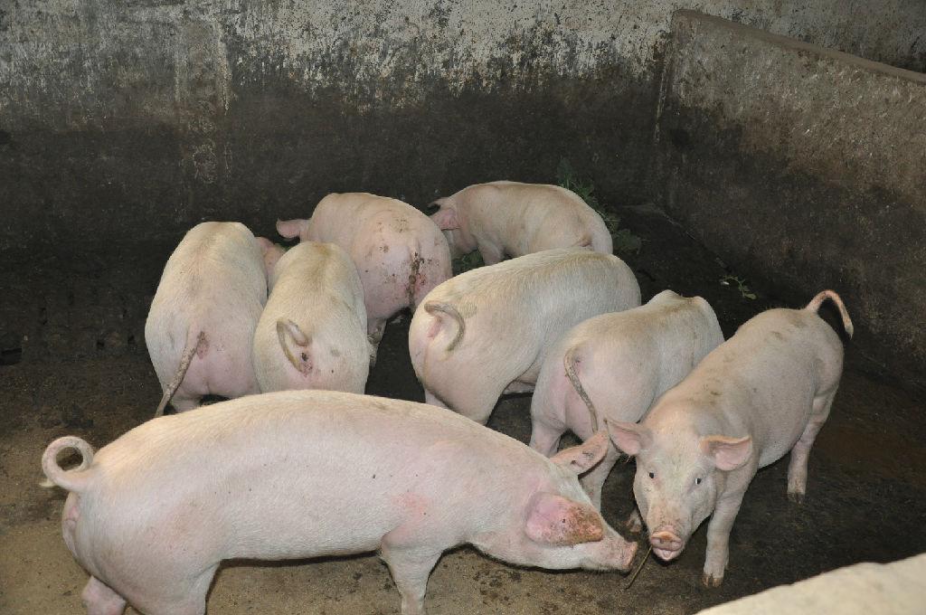 应激到底是什么？为什么现在的猪这么怕应激？