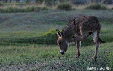 猫为什么能吓退别的动物,猫为什么被老鼠吓得不敢动
