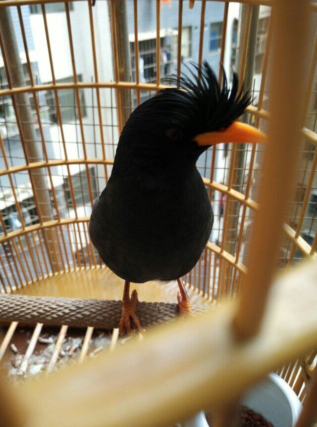 八哥学语的十个阶段,天下一场梦八哥跟主人说话