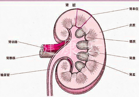 中暑轻微症状,简述先兆中暑及轻度中暑的处理