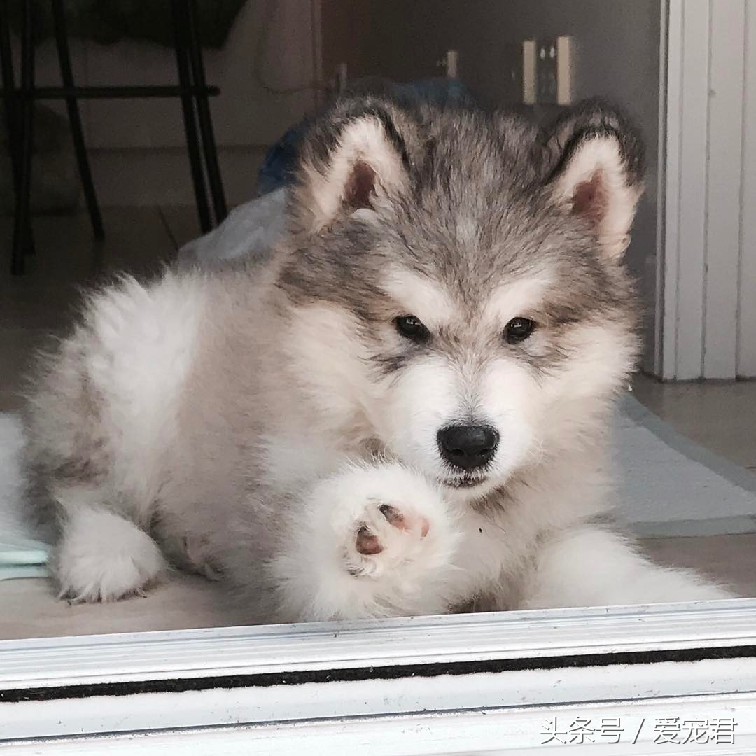 清除狗狗的老旧皮屑,狗狗爪子清理技巧