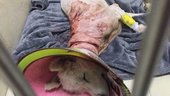 萨摩耶发出臭味，好心人二话不说直接给抱去了医院