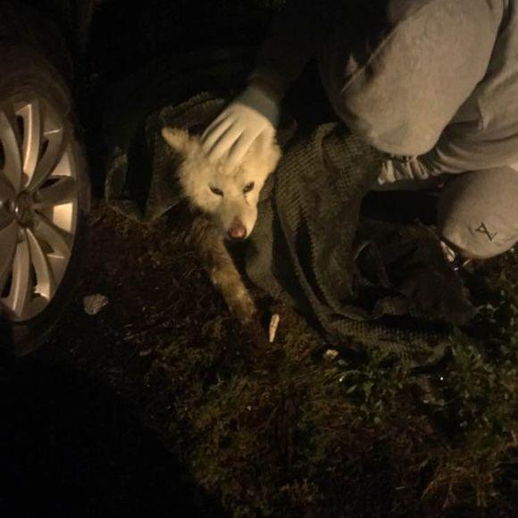 萨摩耶发出臭味，好心人二话不说直接给抱去了医院