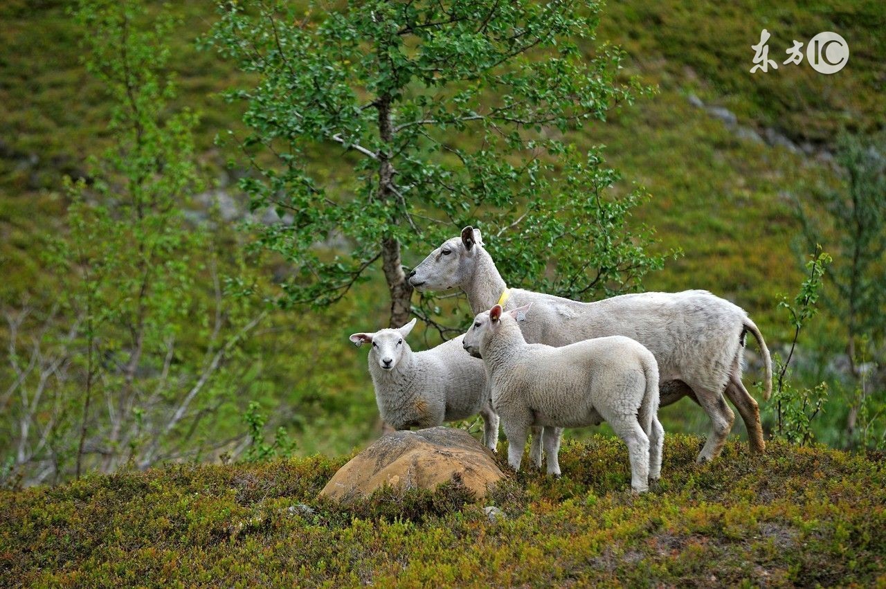 易经说属马和羊有什么说法,属羊和哪个生肖是三合