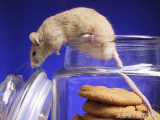 猫为什么能吓退别的动物,猫为什么被老鼠吓得不敢动