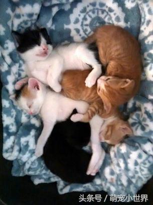 给猫咪装饰客厅,爱猫的主人