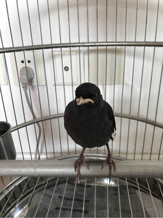 八哥学语的十个阶段,天下一场梦八哥跟主人说话