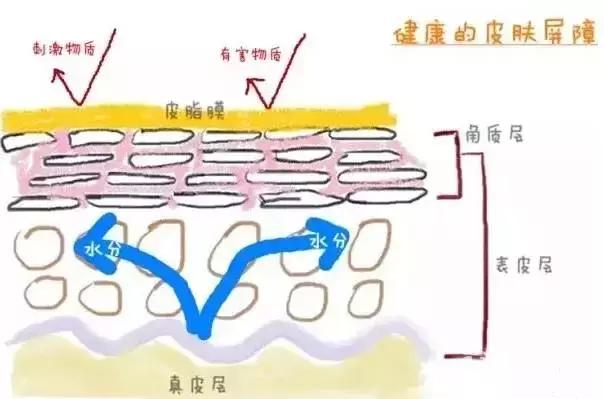 为什么你的毛孔会又黑又大,毛孔粗大怎么办方法其实很简单