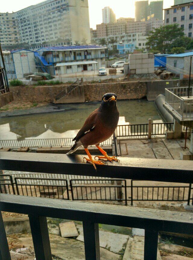 八哥学语的十个阶段,天下一场梦八哥跟主人说话