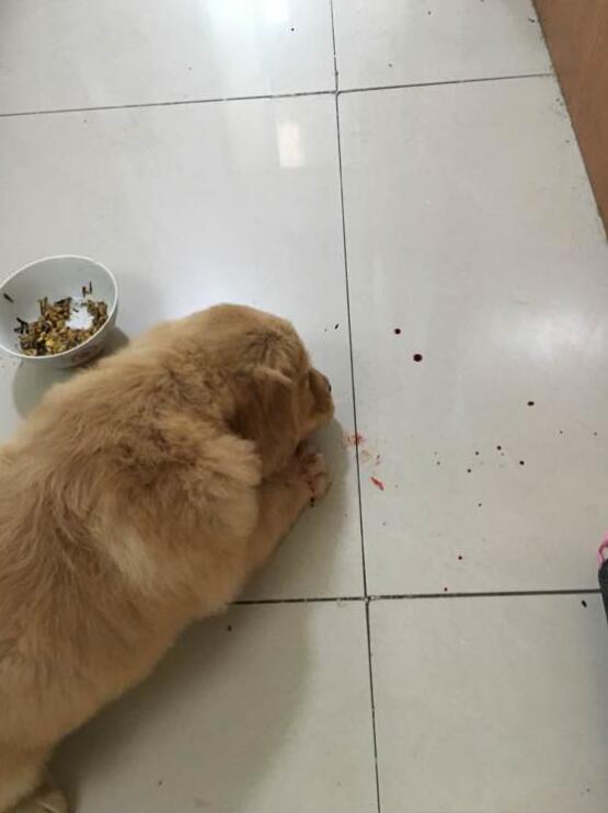 给仓鼠换了木屑就啃笼子,给仓鼠换垫料不小心惊吓到了