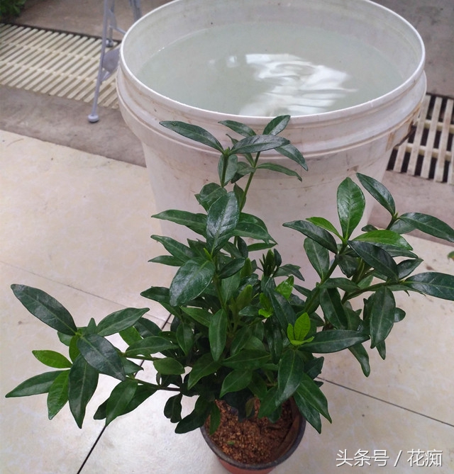 花卉叶子上的虫子怎么消除,不花一分钱的小妙招赶紧收藏