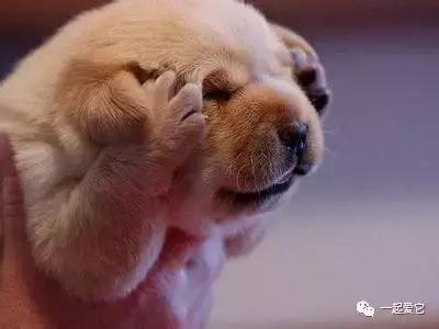 养宠知识狗狗呕吐了怎么办,养宠小知识狗狗掉毛补什么营养