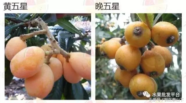 水果分类分为哪几类,超市水果分类表一览表