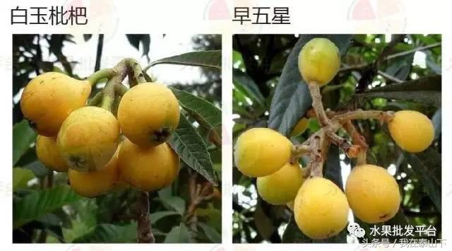 水果分类分为哪几类,超市水果分类表一览表