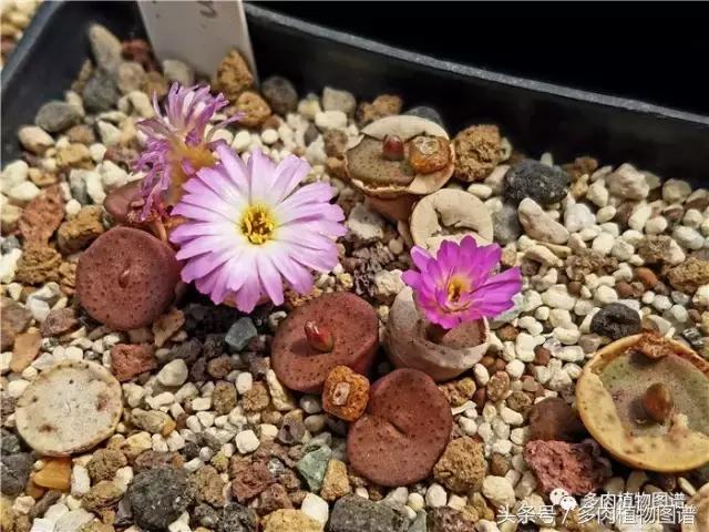 肉锥蜕皮要关注什么,蜕皮期的肉锥怎么服盆