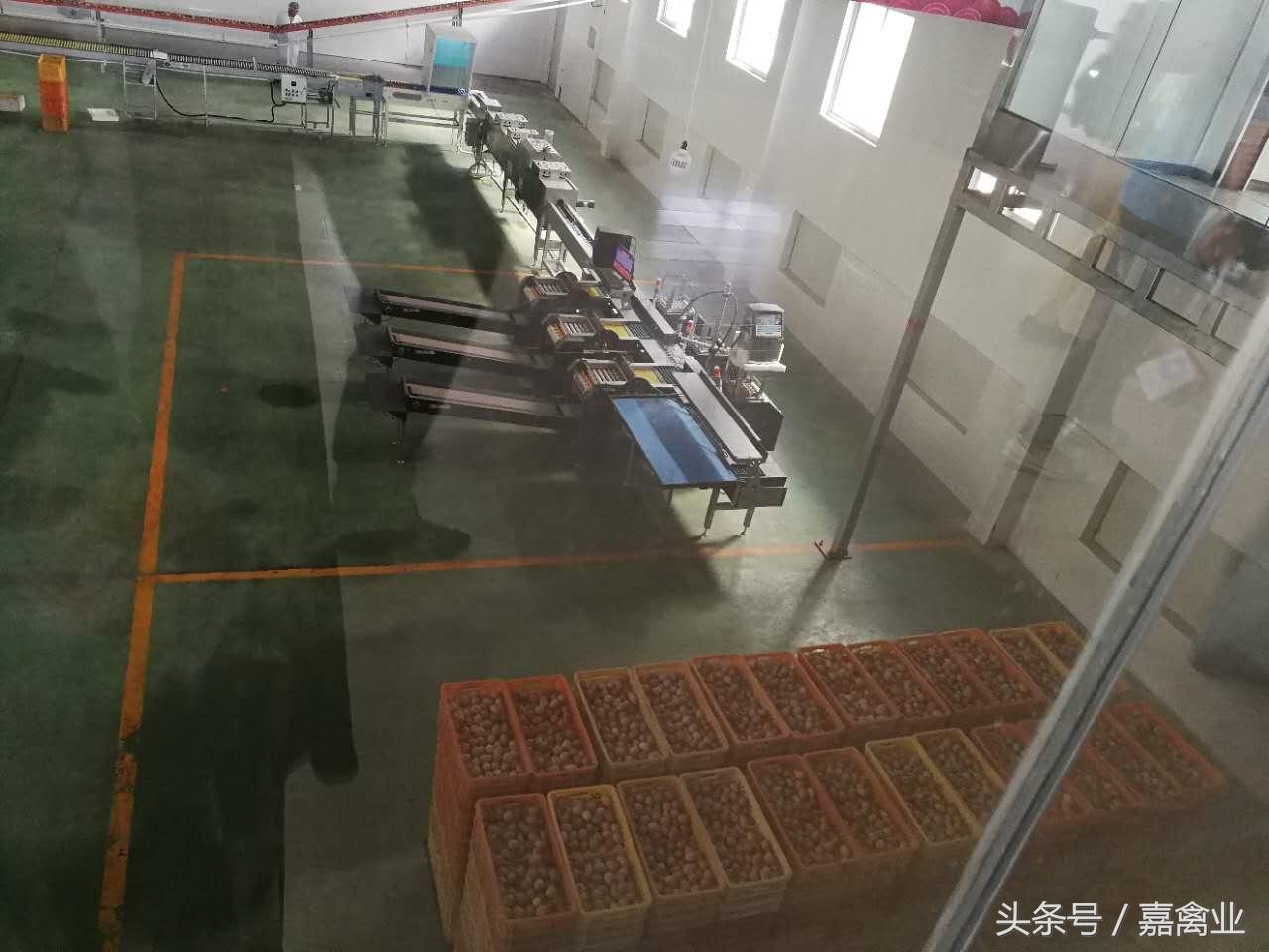 田瑞，温柔了养鸡岁月，雕刻了奋斗时光