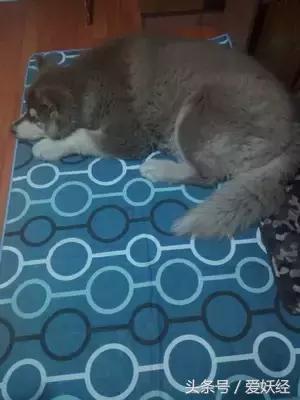 狗狗水床,爱妖经