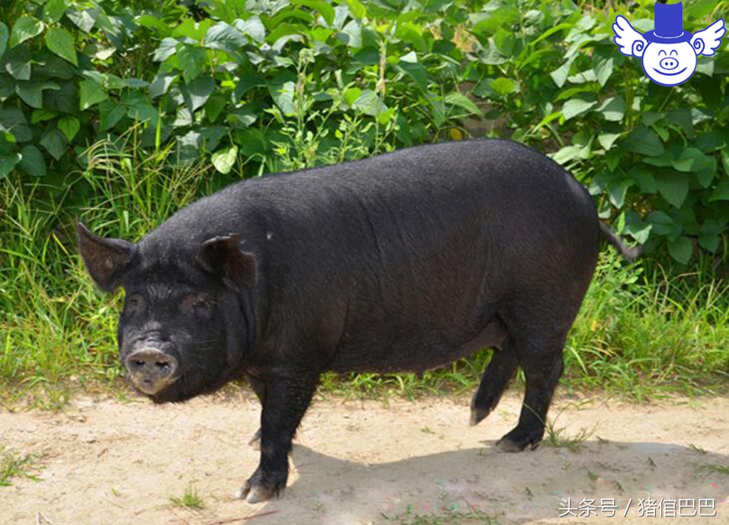 养猪技术一招教你辨别猪病,养猪必须知道猪的七大习性