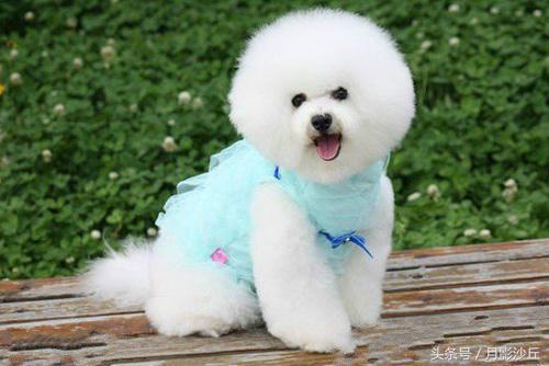 如何训练比熊做拜年动作,比熊幼犬训练小视频