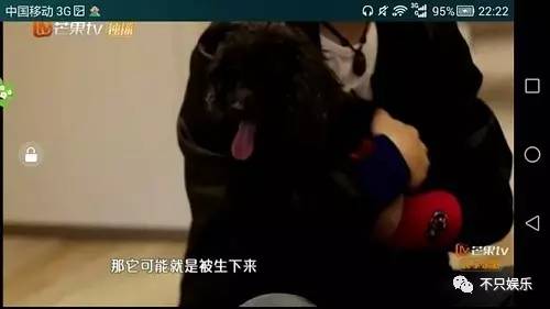 萧敬腾领养狗狗,萧敬腾领养孩子