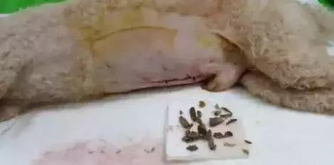 对狗狗最有害的水果,对狗致命的10种花