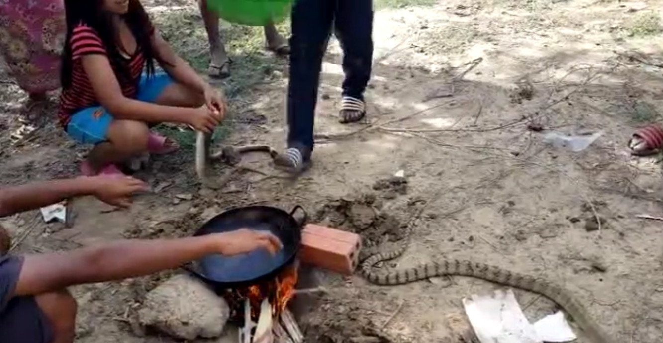 大蛇喂小孩吃蛇,小孩吃了一条蛇变成蛇了