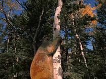 喜欢海飞丝的味道,海飞丝什么味道比较香