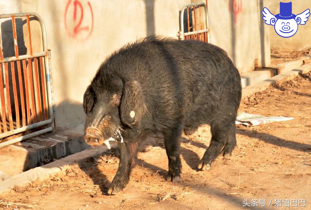 猪病用药大全及治疗方法,16种常见猪病治疗