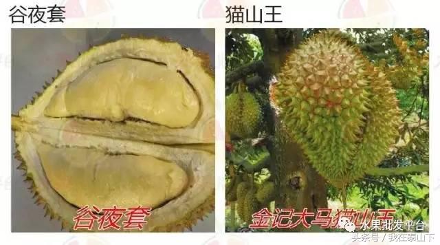 水果分类分为哪几类,超市水果分类表一览表