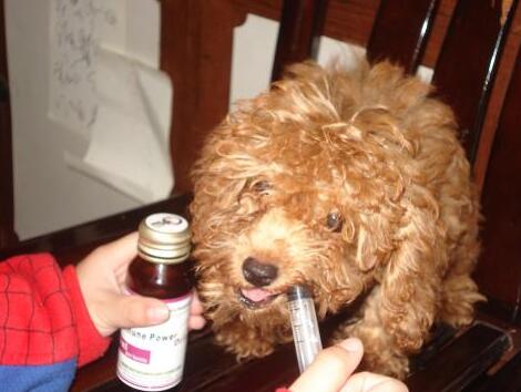 狗狗得了细小医了4000块钱算多吗,犬瘟救命药