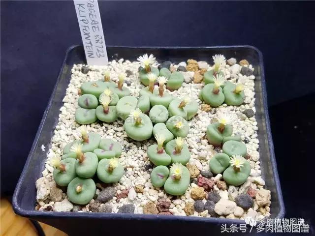 肉锥蜕皮要关注什么,蜕皮期的肉锥怎么服盆