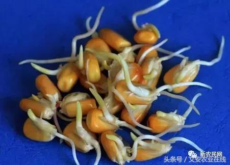 玉米种子拌种用什么药效果最好,玉米种拌种用什么药好