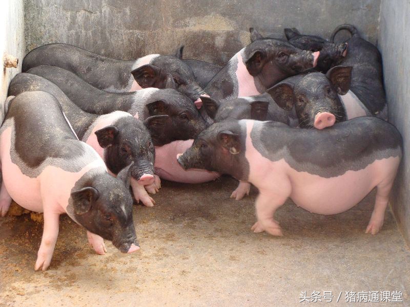 猪赖皮病的治疗方法