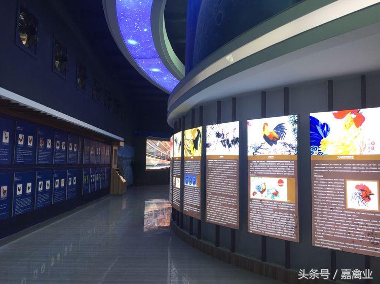 田瑞，温柔了养鸡岁月，雕刻了奋斗时光