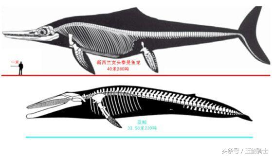 世界上最无畏惧的动物人称平头哥,世界十大凶猛动物平头哥