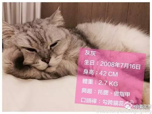 萧敬腾领养狗狗,萧敬腾领养孩子