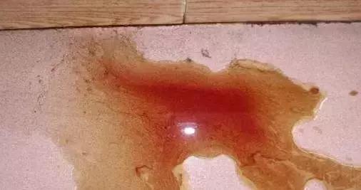 对狗狗最有害的水果,对狗致命的10种花