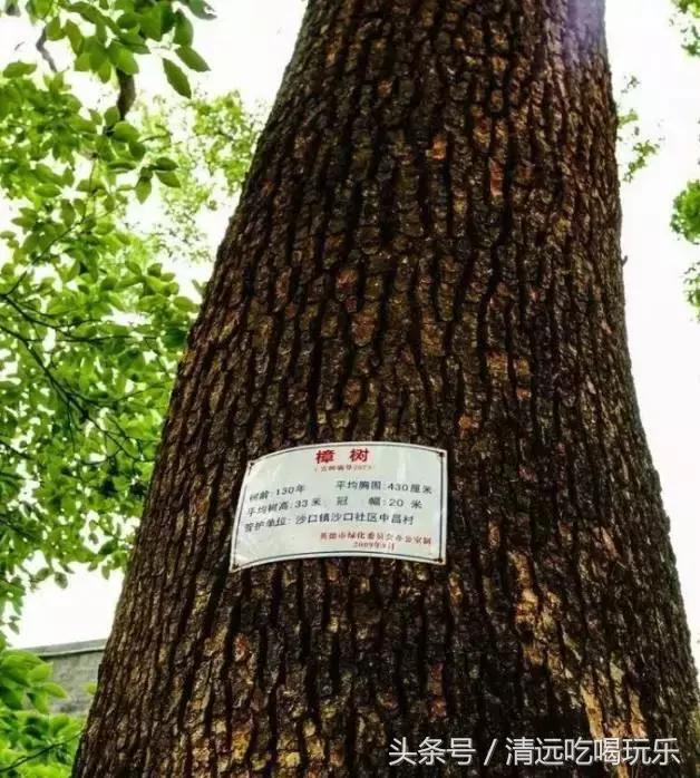 英德沙口的老乡，你们记忆中的家乡是不是这样的？