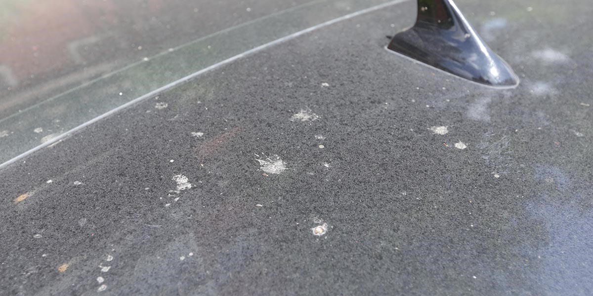 车上有树胶虫怎么去除,车沾上树胶虫胶咋办