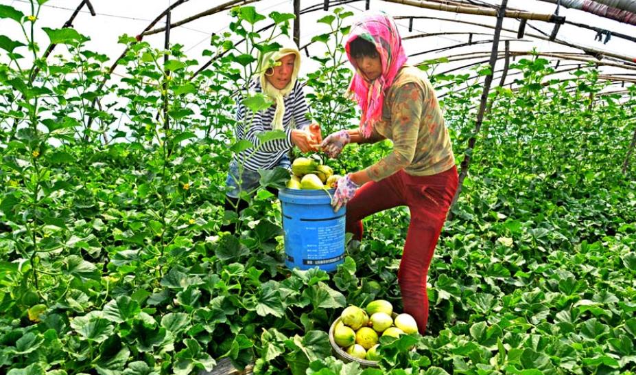 甜瓜*粉白**病怎么办？你知道药剂治理的要求吗？处理不当会出现药害