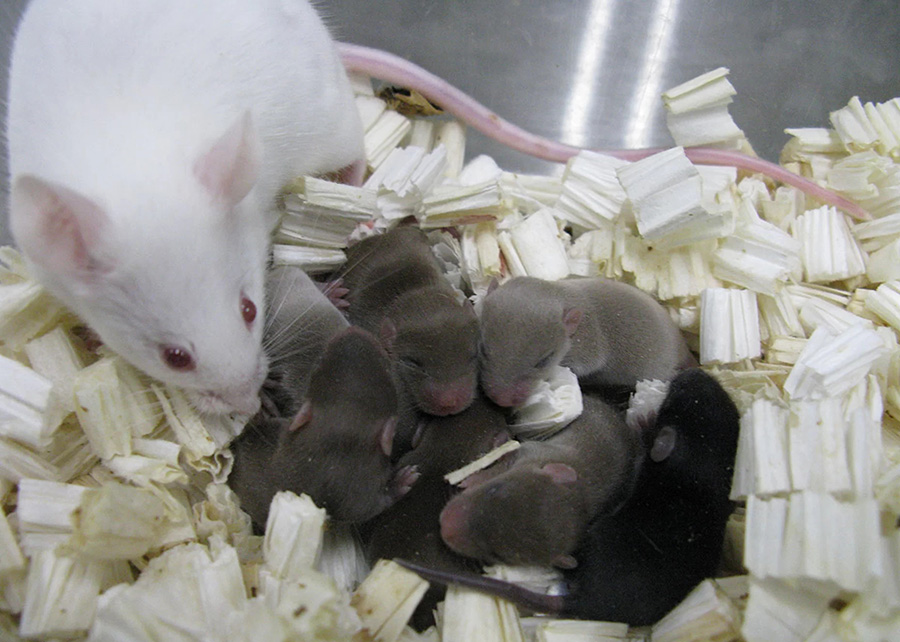 科学家找到太空培育器官,科学家在太空中创造物质