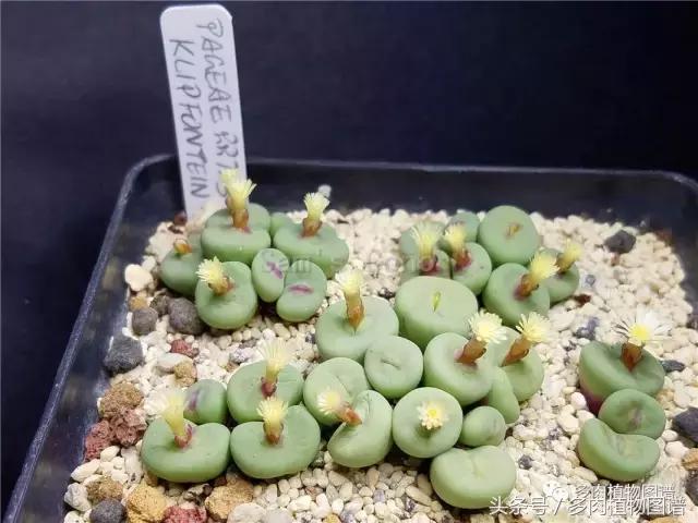 肉锥蜕皮要关注什么,蜕皮期的肉锥怎么服盆