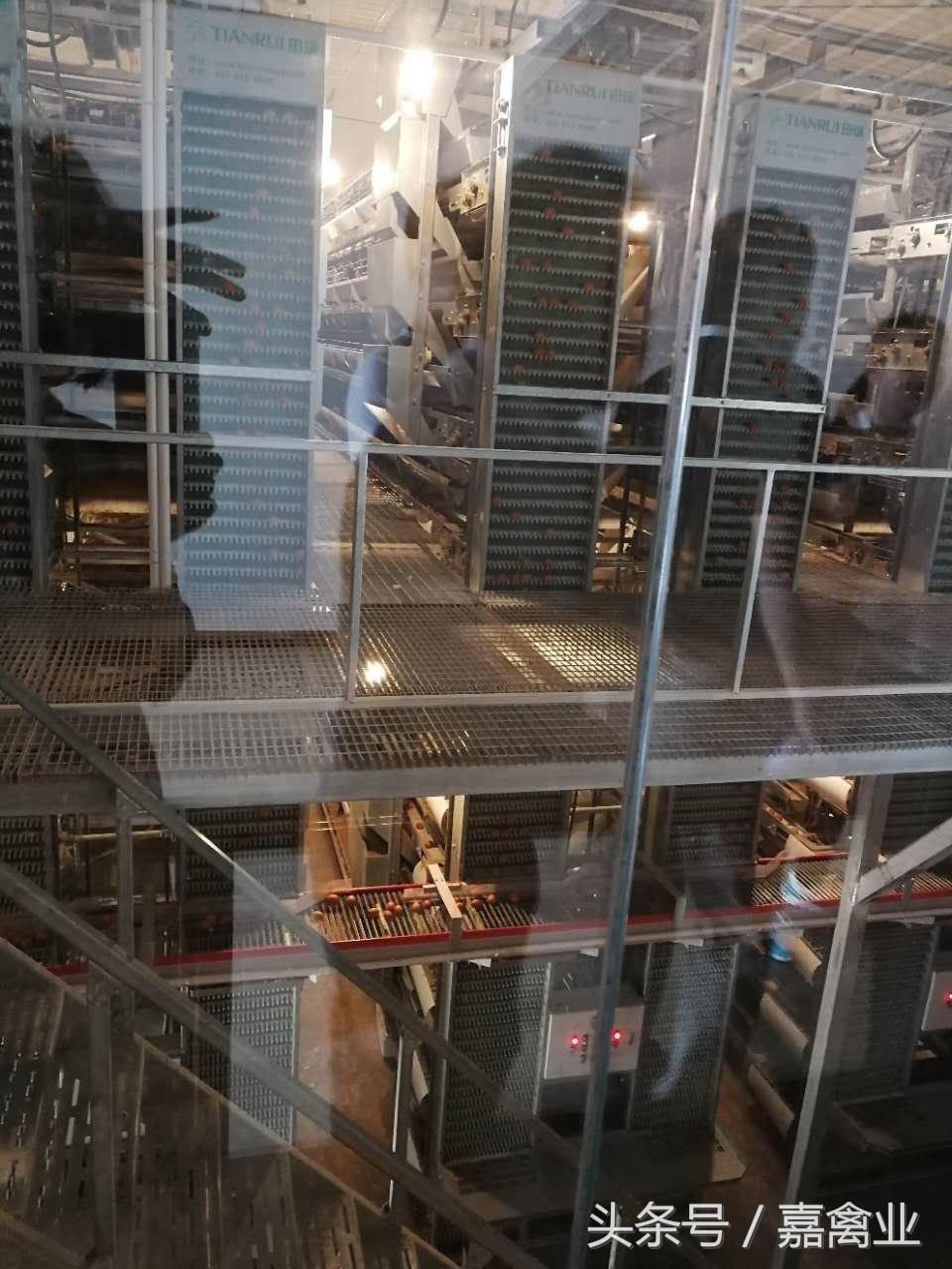 田瑞，温柔了养鸡岁月，雕刻了奋斗时光