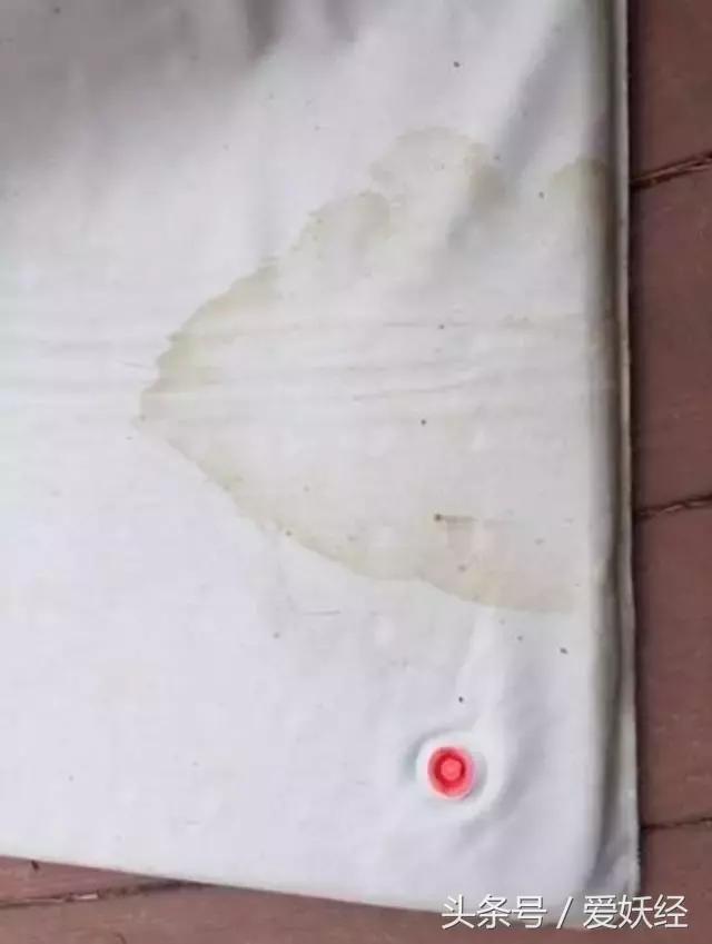 狗狗水床,爱妖经