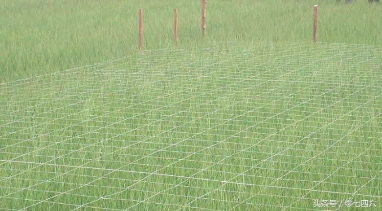 湖南好吃的特产永州祁阳,湖南永州祁阳冷粑做法