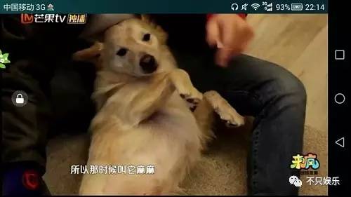 萧敬腾领养狗狗,萧敬腾领养孩子