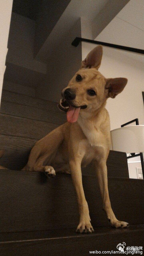 萧敬腾领养狗狗,萧敬腾领养孩子