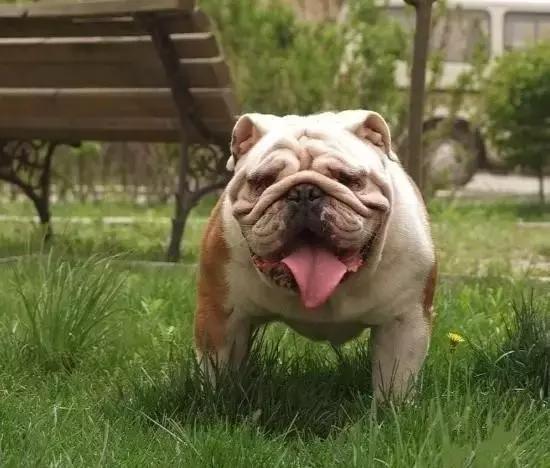 这6种情况不能洗澡,有这五个状况说明狗狗不健康