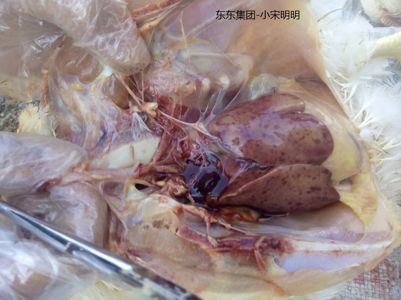养鸡宝典书,鸡包涵体肝炎怎样鉴别