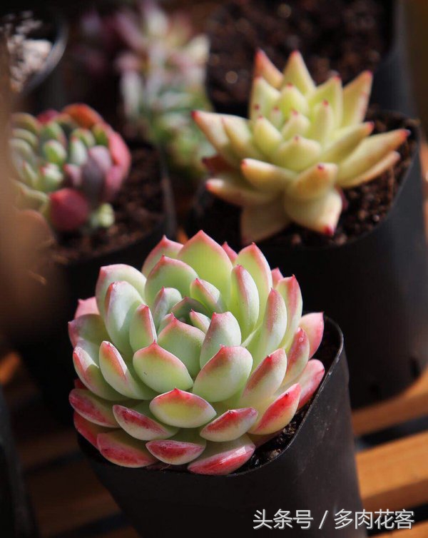 多肉植物休眠期养护方法,多肉植物是冬天休眠还是夏天休眠